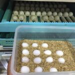 African-Grey-Parrot-Eggs-768x576