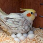 Cockatoo-Eggs