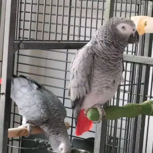 Buy Congo African grey parrot Online