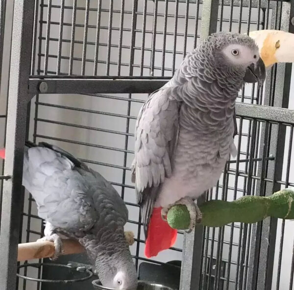 Buy Congo African grey parrot Online