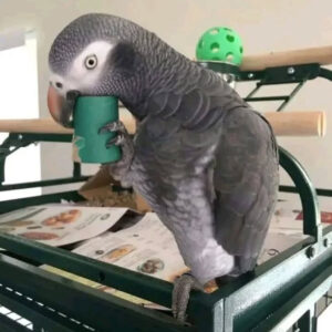 Buy Baby Timneh African Grey Parrot online