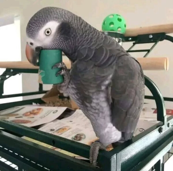 Buy Baby Timneh African Grey Parrot online