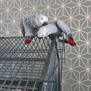 Nina and Tyler African Grey For Sale