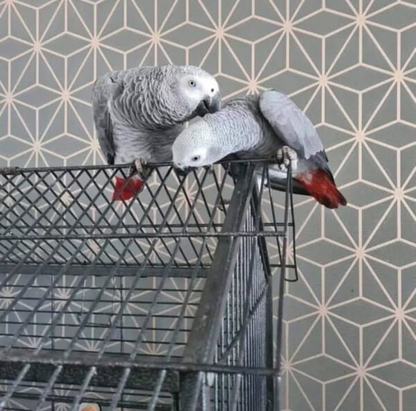 Nina and Tyler African Grey For Sale