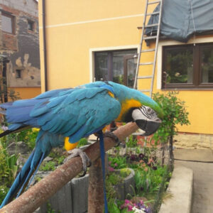 Buy Blue and Gold Macaw Online