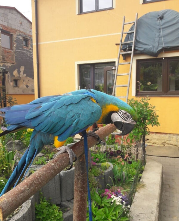 Buy Blue and Gold Macaw Online