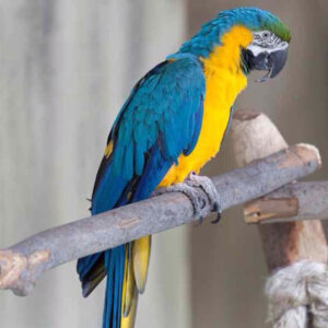 CHARLIE MALE Blue & Gold MACAW FOR SALE