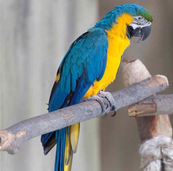 CHARLIE MALE Blue & Gold MACAW FOR SALE