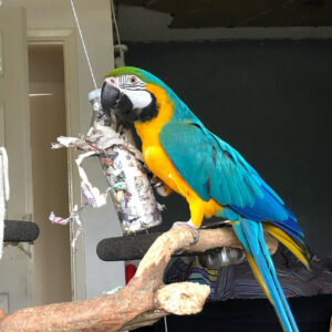 LUNA FEMALE MACAW FOR SALE