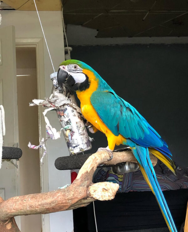LUNA FEMALE MACAW FOR SALE