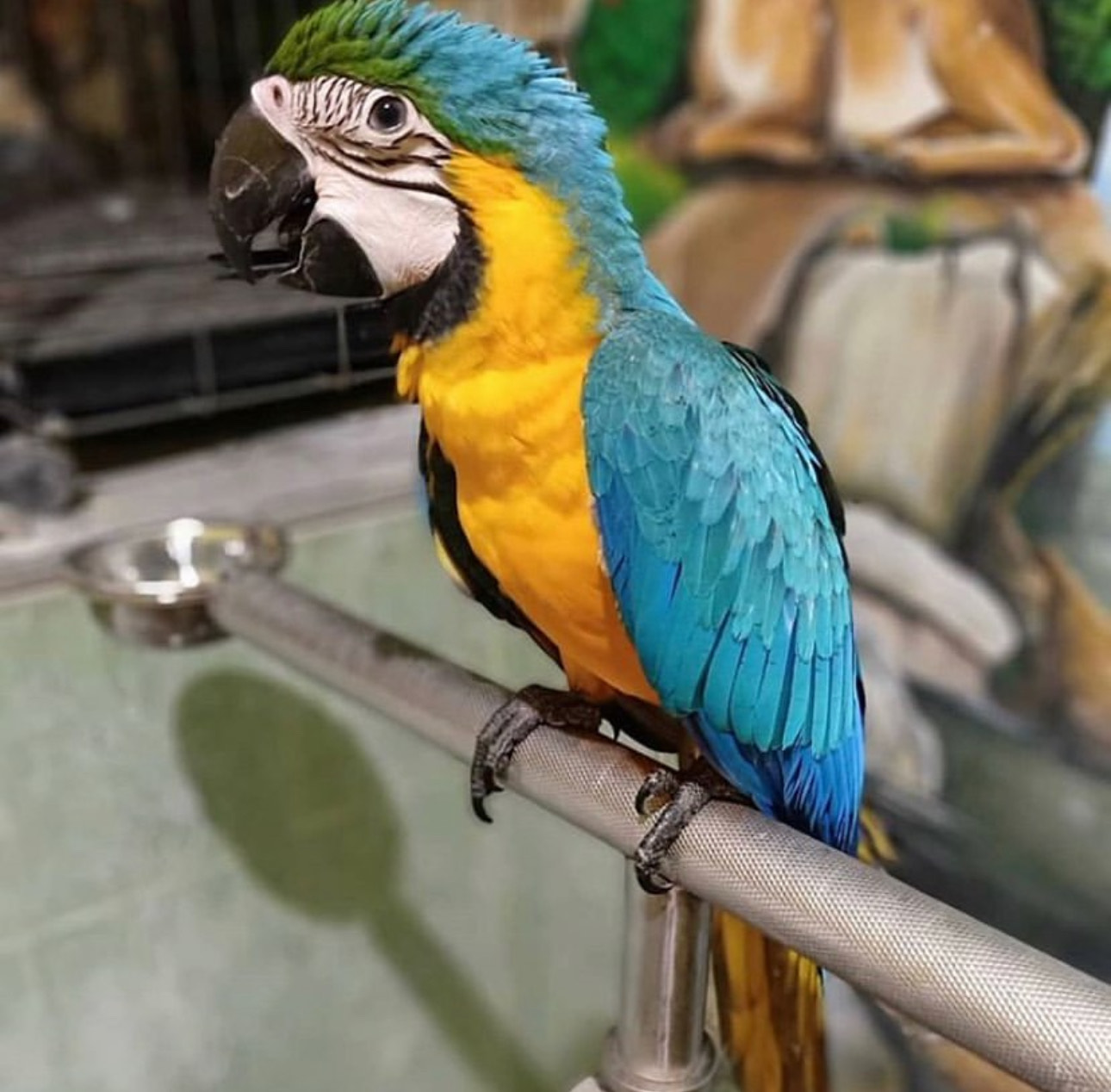 ANGEL FEMALE MACAW FOR SALE