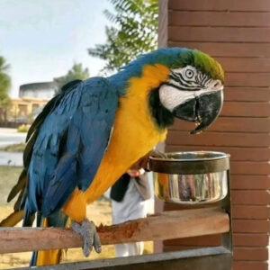 Helen Macaw For Sale