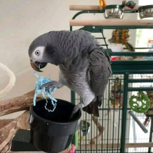 Sunny Male baby African Grey For Sale