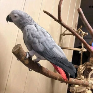 Sperry Male baby African Grey For Sale
