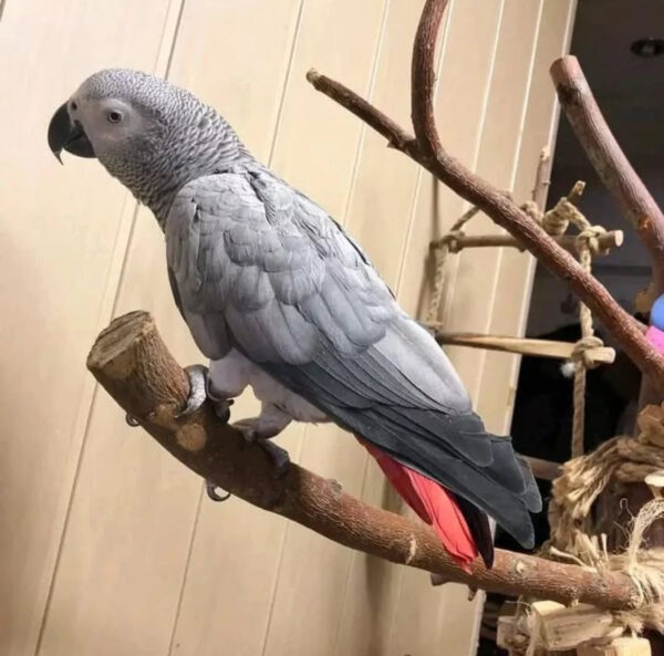 Sperry Male baby African Grey For Sale