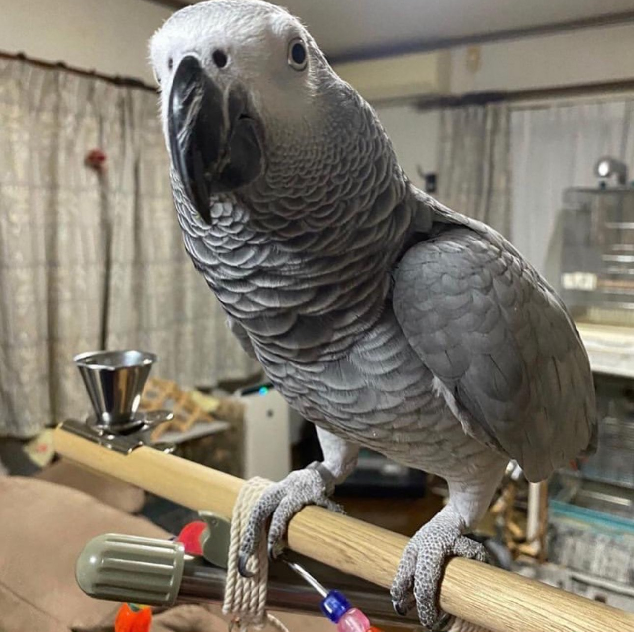 Cory Male African Grey For Sale