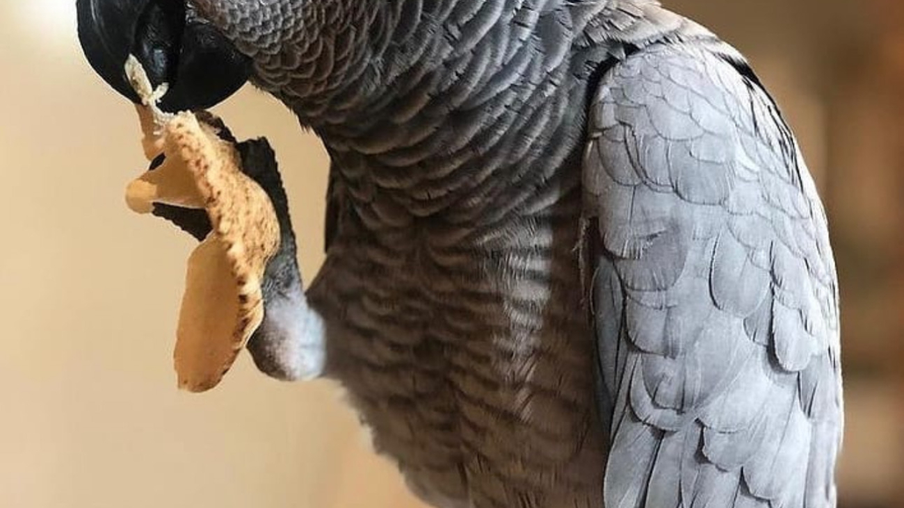 African Grey Parrots for Sale