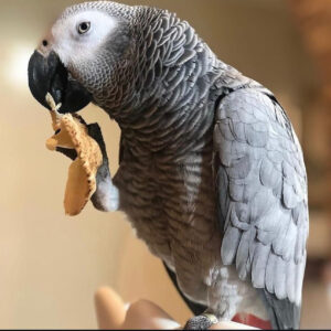 Buy Congo African grey parrot Online