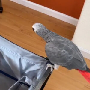 Liz Congo African Grey