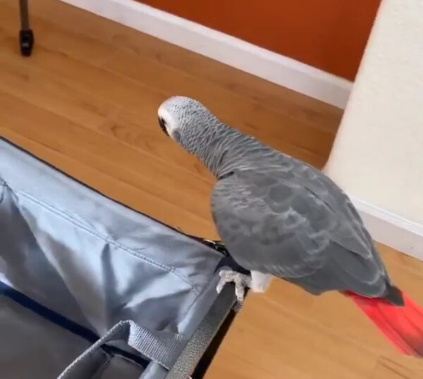 Liz Congo African Grey