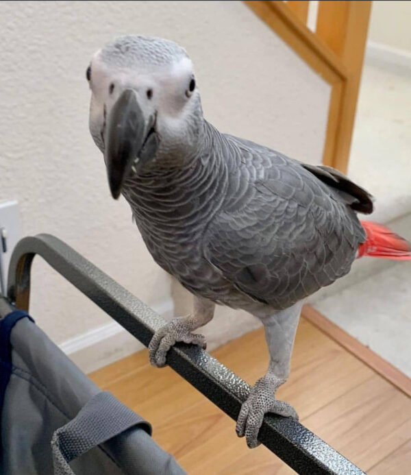 Timneh African Grey
