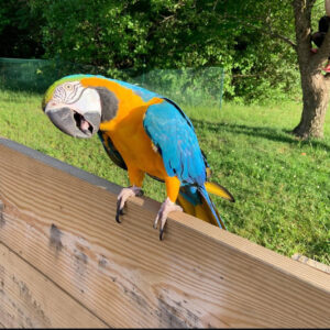 Hacint Macaw