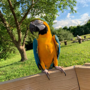 Relaca Macaw for sale
