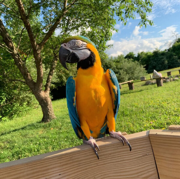 Relaca Macaw for sale