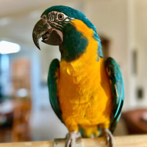 Fritz Macaw For Sale