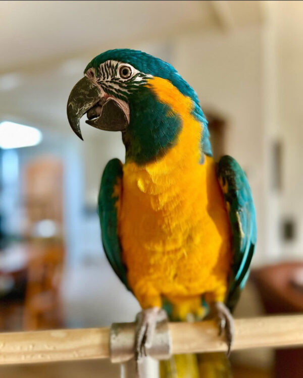 Fritz Macaw For Sale