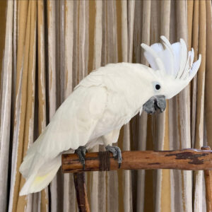 Major Mitchell Cockatoo for Sale