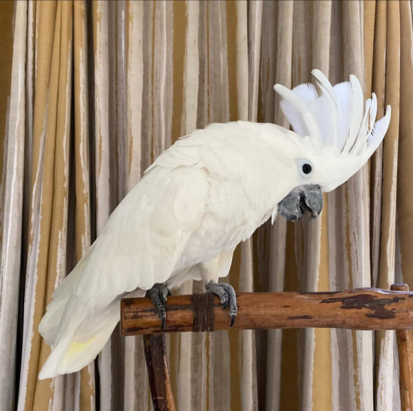 Major Mitchell Cockatoo for Sale