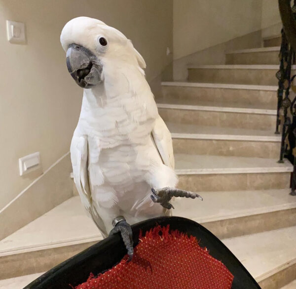 pami Cokatiel