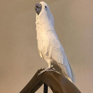 falco cockatiel