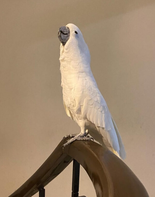 falco cockatiel