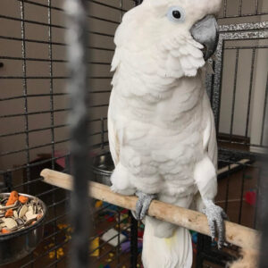 Caparrotua Cockatoo