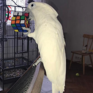 Buy Goffin cockatoos Online