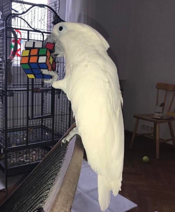 Buy Goffin cockatoos Online
