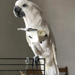 Leonard Bare-Eyed Cockatoos