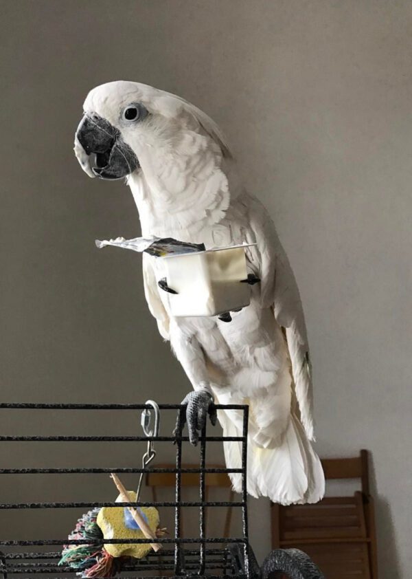 Leonard Bare-Eyed Cockatoos