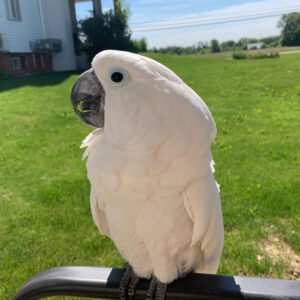 Albi Cockatiel