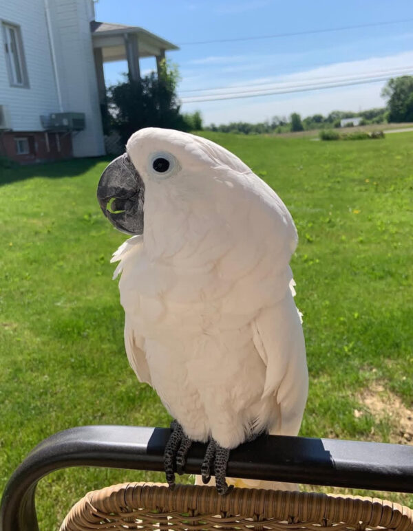 Albi Cockatiel