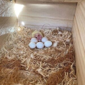 cockatiel eggs for sale