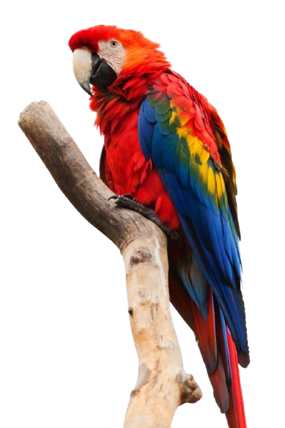 animal-ara-macao-beak-bird-removebg-preview