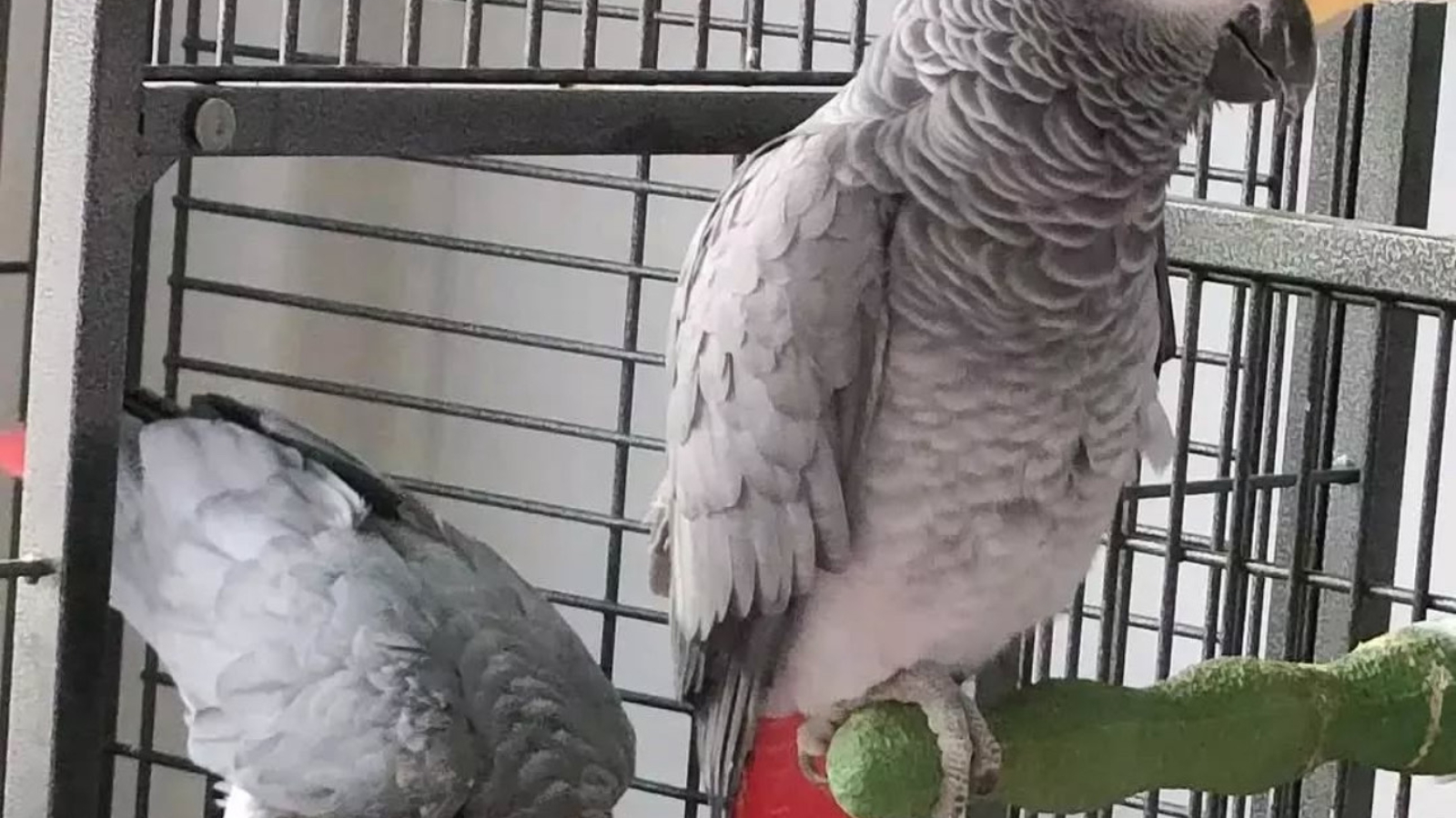 how smart are African grey parrots 6